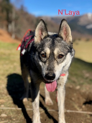 Laya